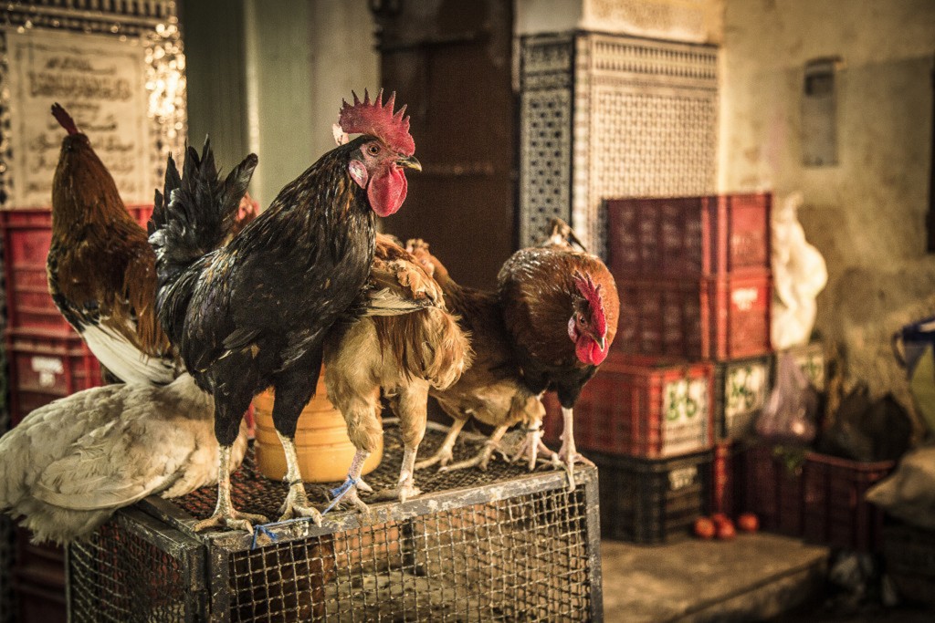 Chickens perched atop a small cage, Morocco