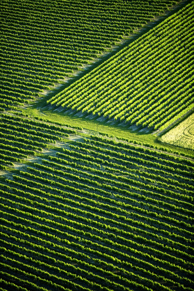 Aerial view of green rows of vines in Charente vineyards, Cognac, France