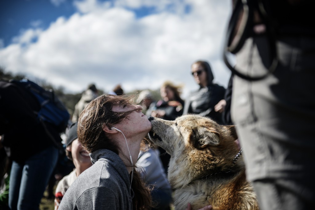 Wolf and volunteer forming a bond at Wolf Connection, Acton, California. Photo by Sarah Prikryl