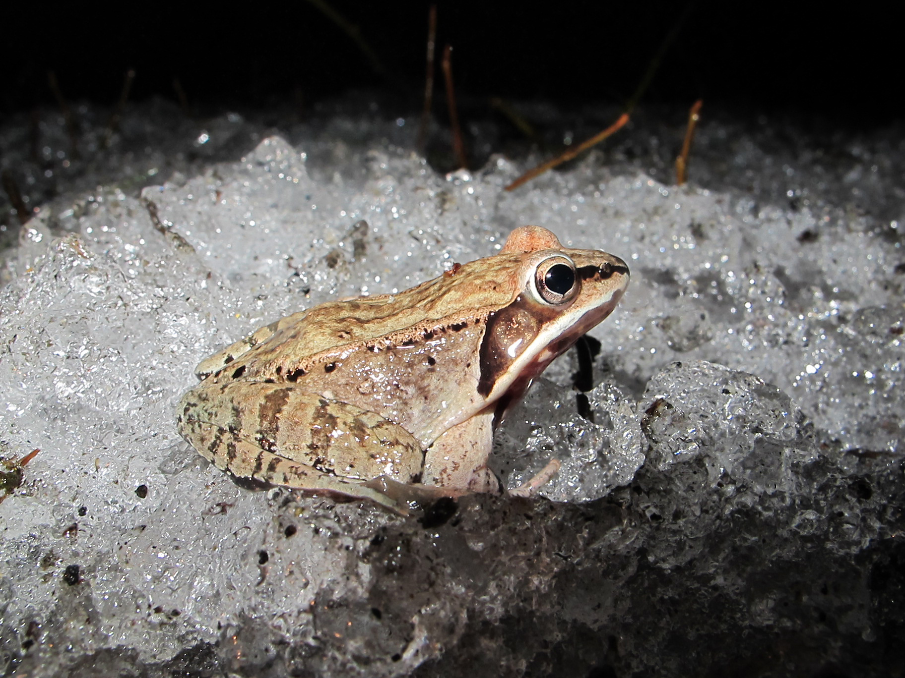 A close up of a wood frog in North America