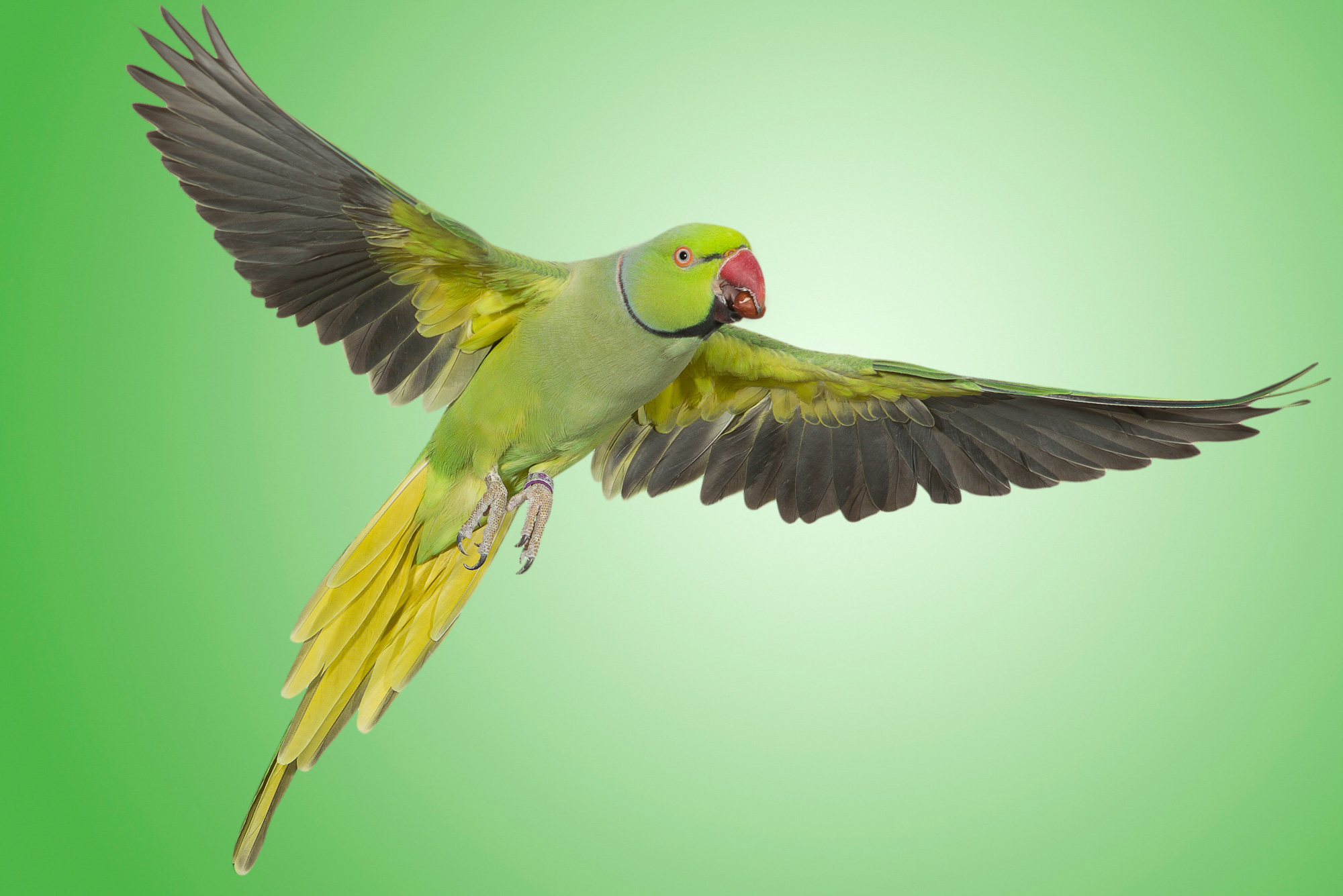 A Nicaraguan green parakeet in flight