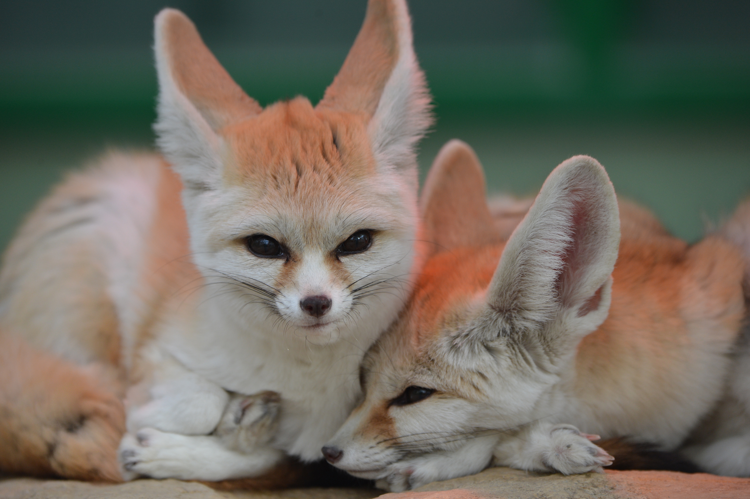 Two snuggled up fennec foxes in North Africa