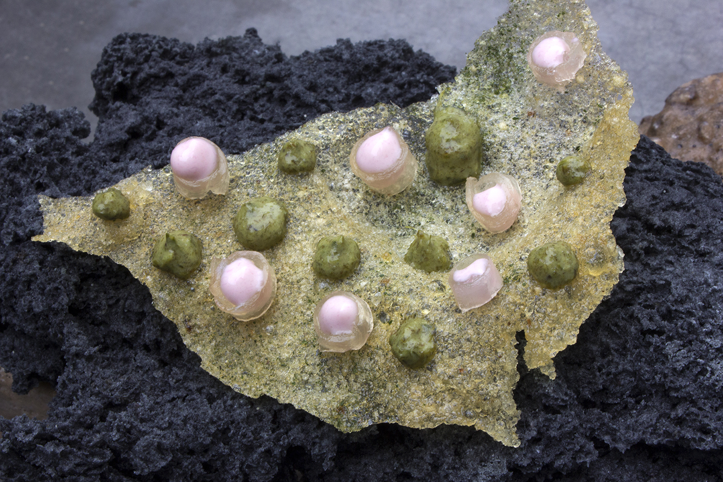 Pink frogfish eggs scattered through green deep water algae globules on a thin edible crust at Central in Lima, Peru