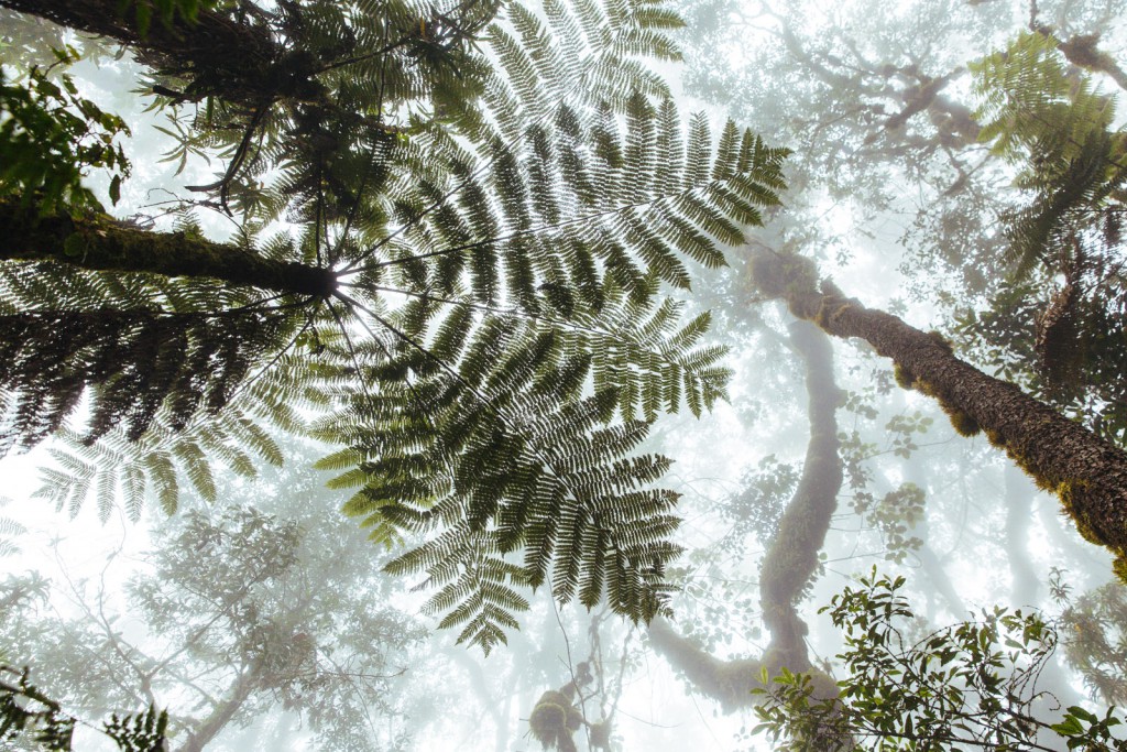 The road up Mt. Kilimanjaro begins in a steamy, lush rainforest, alive with colobus monkeys.