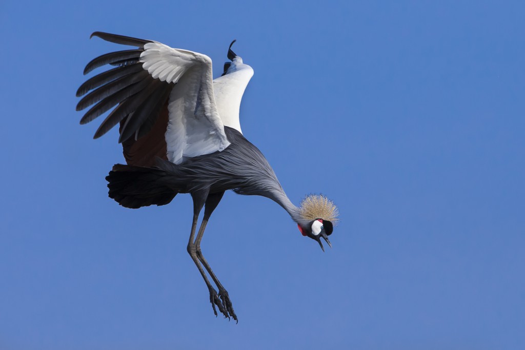 A grey-crowned crane. Photo by Mario Moreno