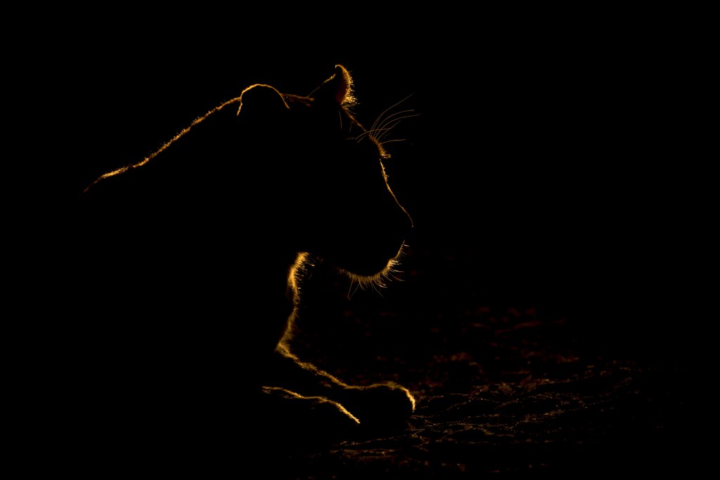 Lion silhouetted against the dusk light. Photo by Mario Moreno