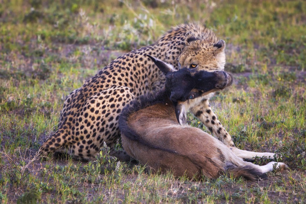 A cheetah makes a successful kill after following this gazelle for over an hour on the Serengeti plains. Photo by Mario Moreno