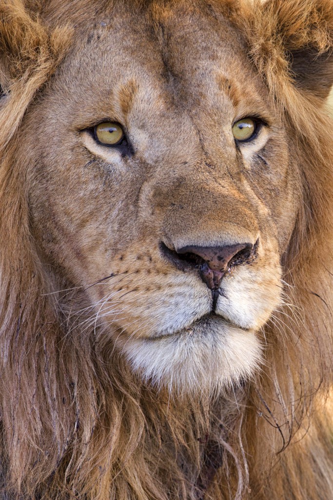 A close up portrait of a male lion. Image captured in Ndutu, Ngorongoro Conservation Area. Photo by Mario Moreno