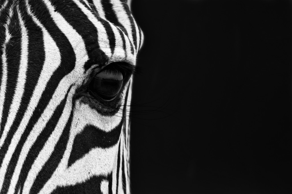 Zebra. Photo by Mario Moreno