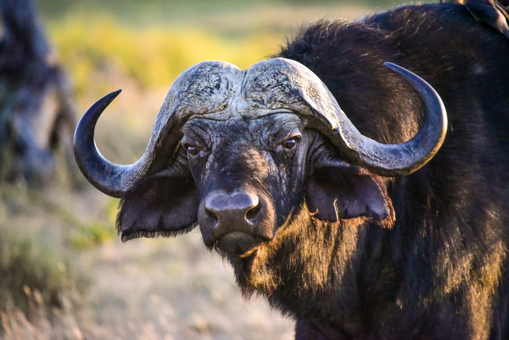 An African Buffalo. Photo by Nick Walton