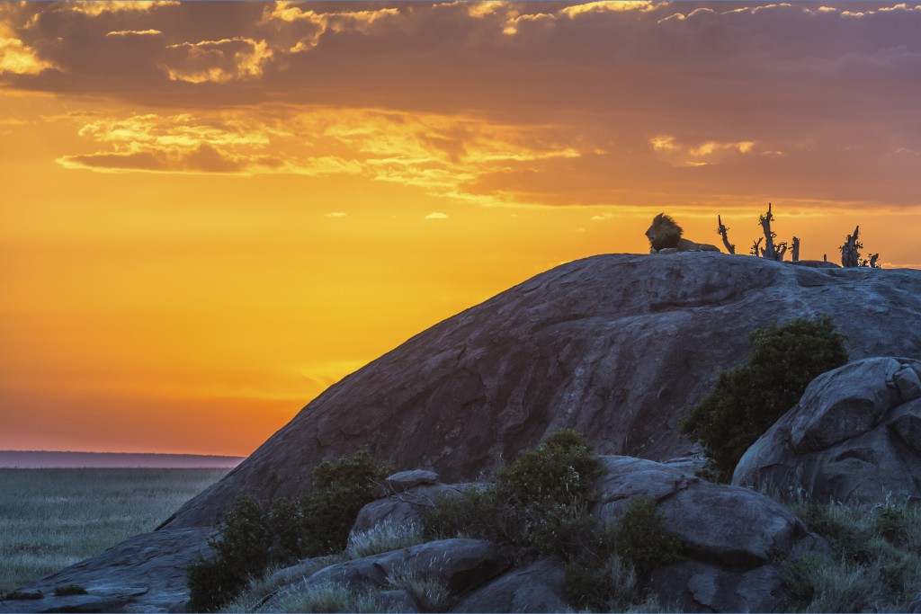 The Lion King. Photo by William Toti