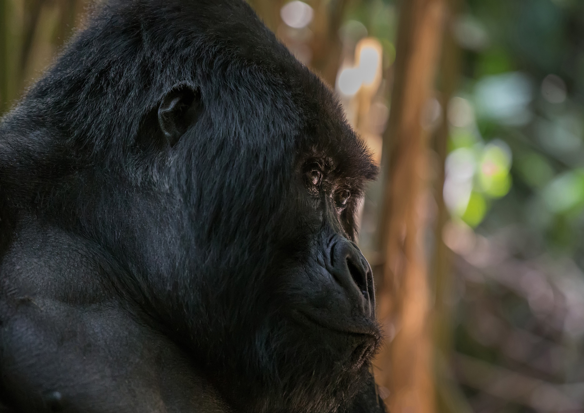 A closeup of a gorilla's face looking into the distance