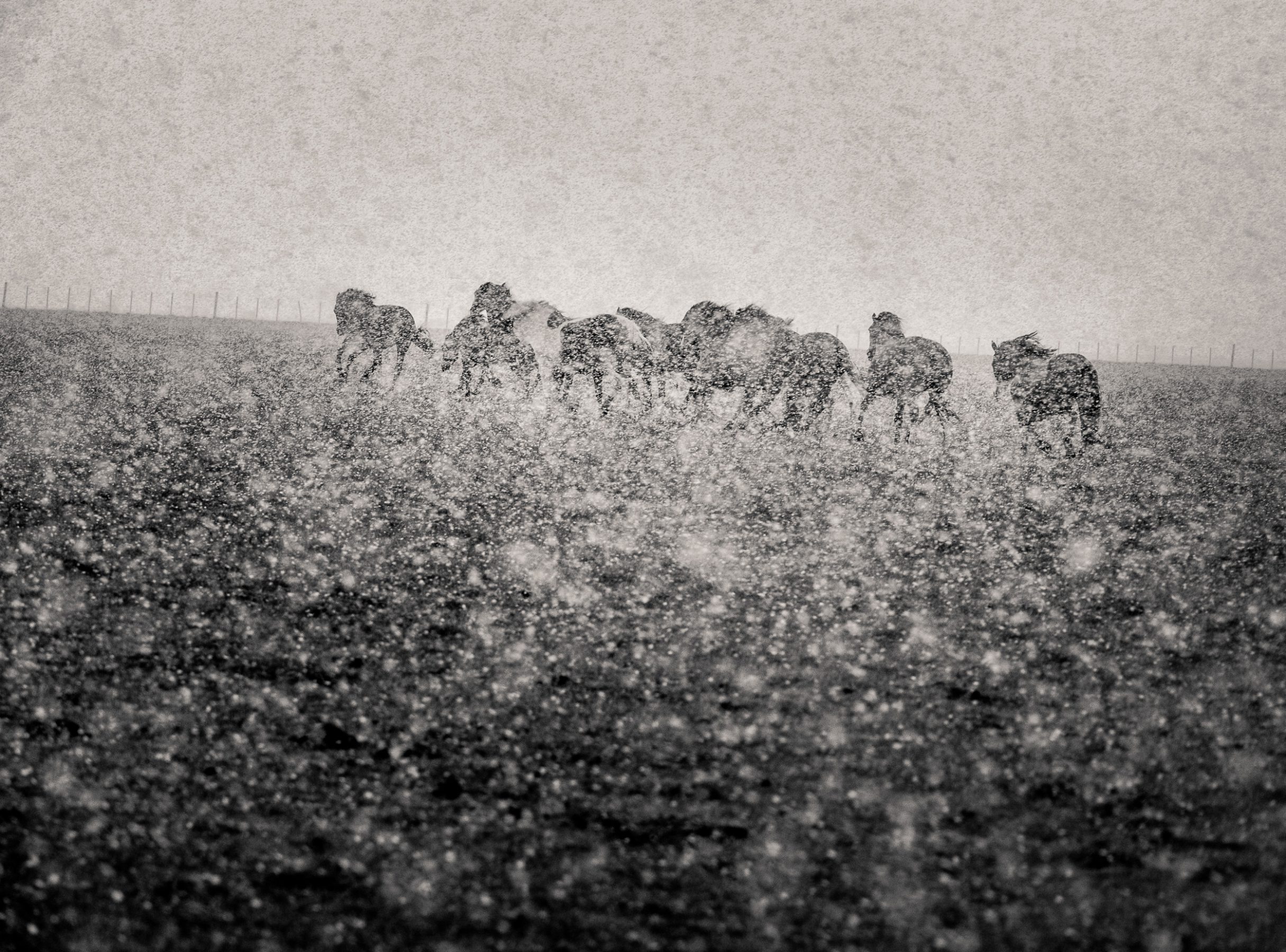 A group of wild horses running in a storm looking for shelter in Patagonia