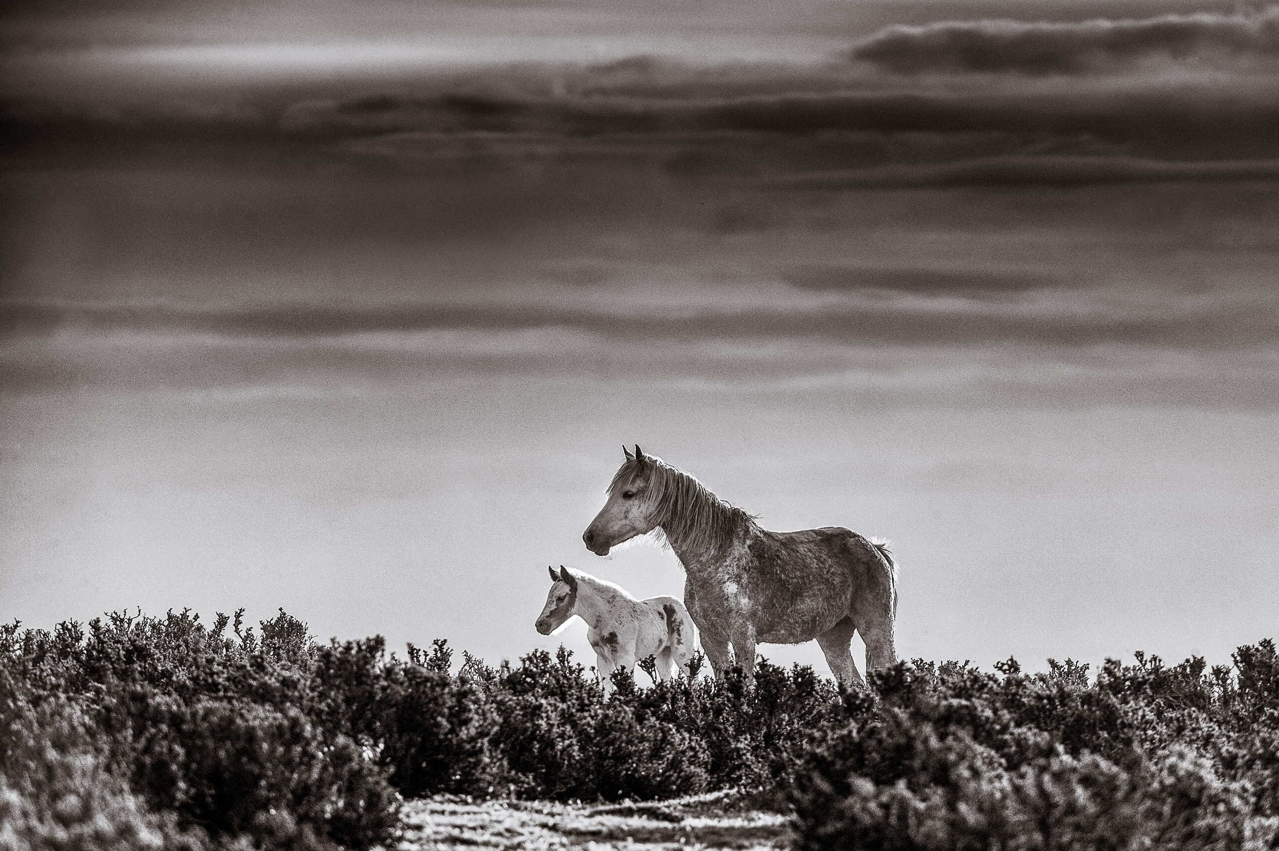 Two wild horses standing amongst the rough bushes of Patagonia