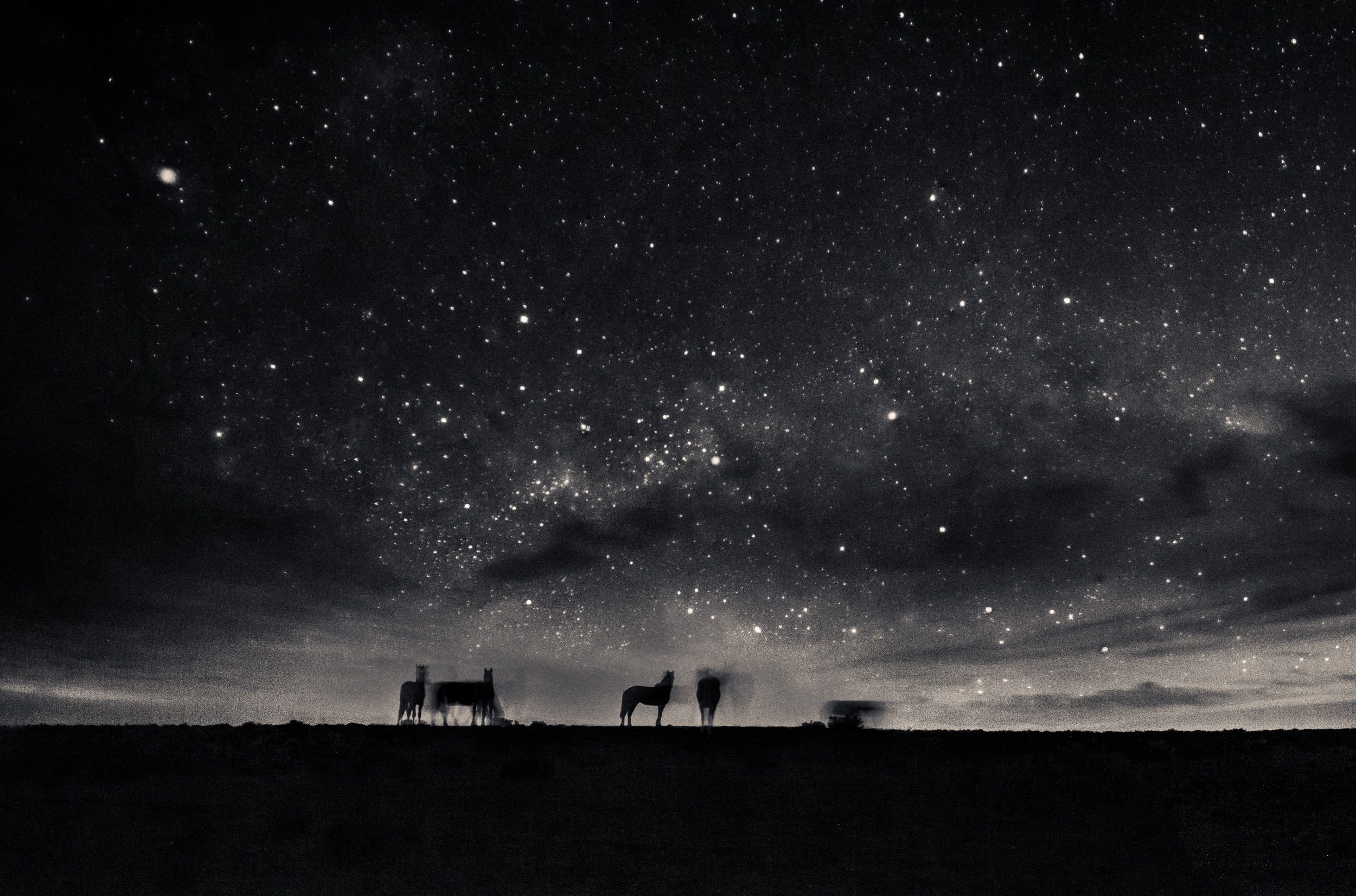 Shadowy silhouettes of Patagonian horses against a starry night sky
