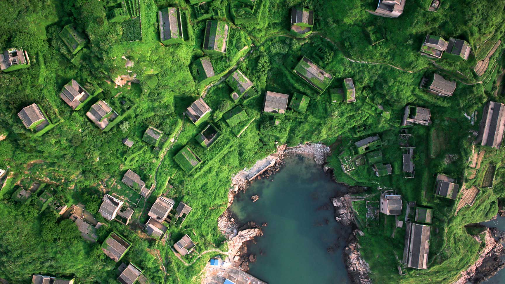 An aerial view of lush green vegetation covering an abandoned village, Houtouwan, China