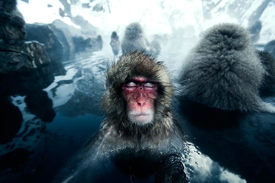 Japanese Macaque relaxes in an onsen (hot spring).