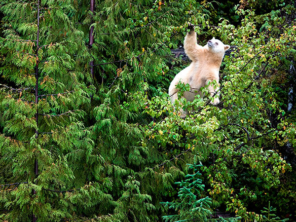 Wild World: A white great bear reaching for fruit in the branches of a tree in the Great Bear Rainforest, Canada