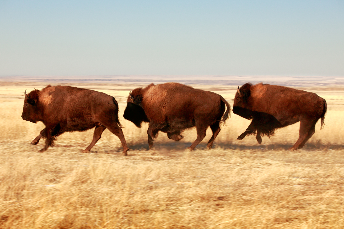 Wild World: Three bison charging across the Northern Great Plains in USA