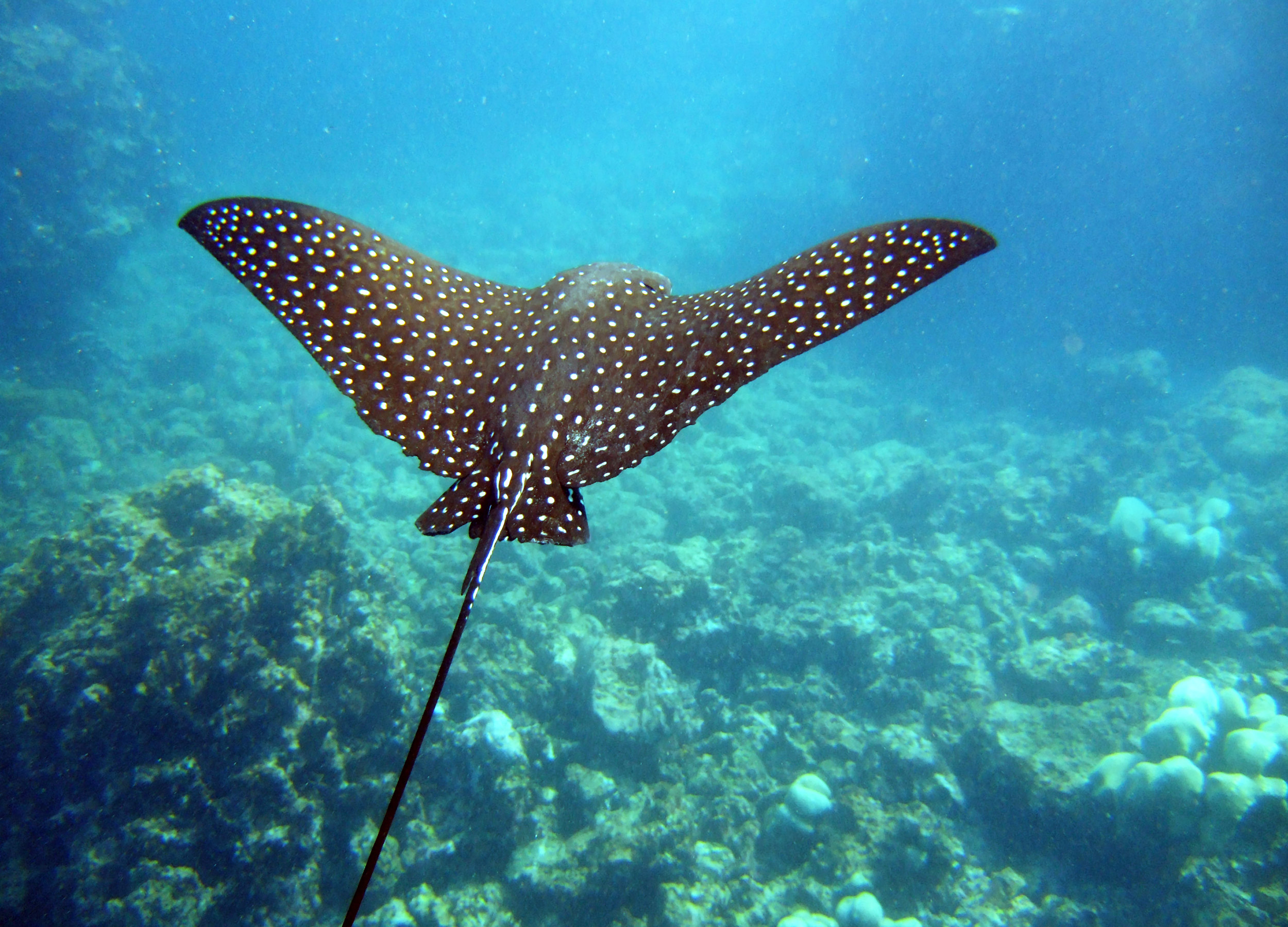 A spotted eagle ray gliding over the rocks and through very blue tropical water.