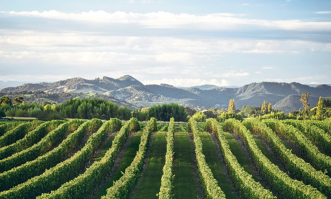 Rows of vines in a vineyard