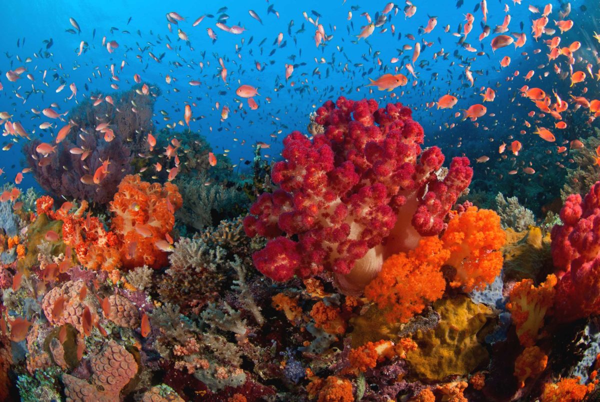 The Four Kings Of The East: Diving Raja Ampat | Destinations Magazine