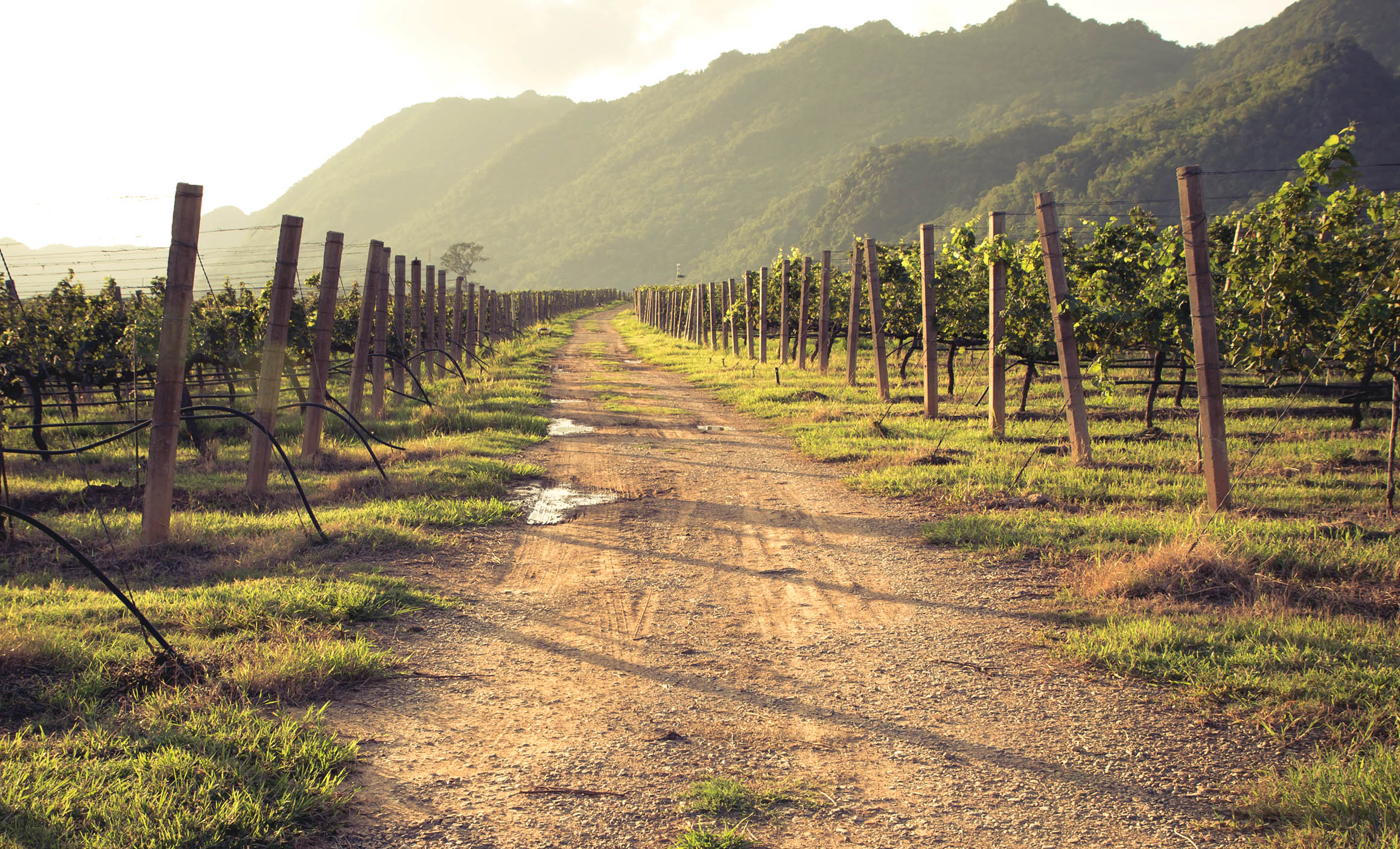 A stroll through a vineyard offers a different perspective on Thailand.