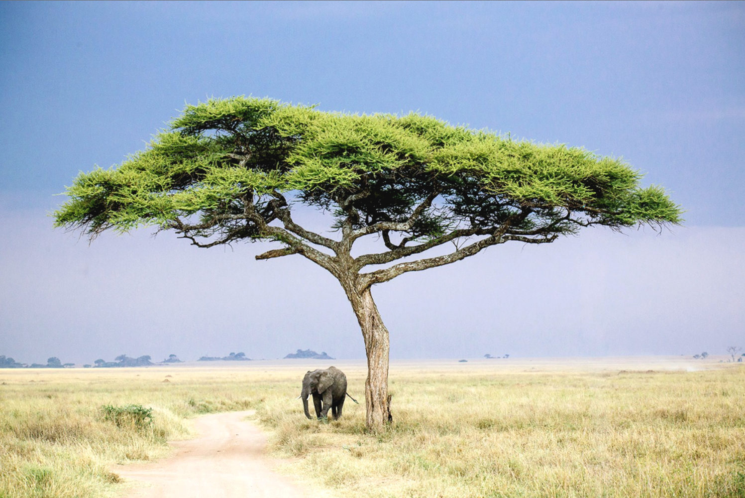 A lone elephant under a solitary flat-topped acacia tree in grassland