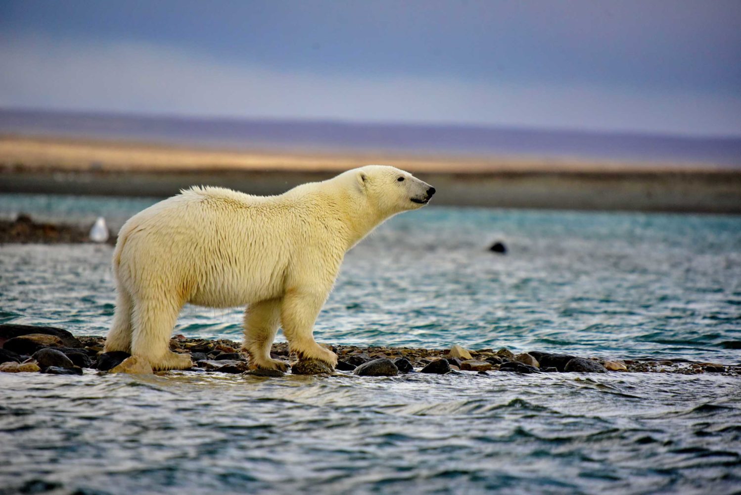 Large male polar bear standing on all fours surrounded by Arctic waters