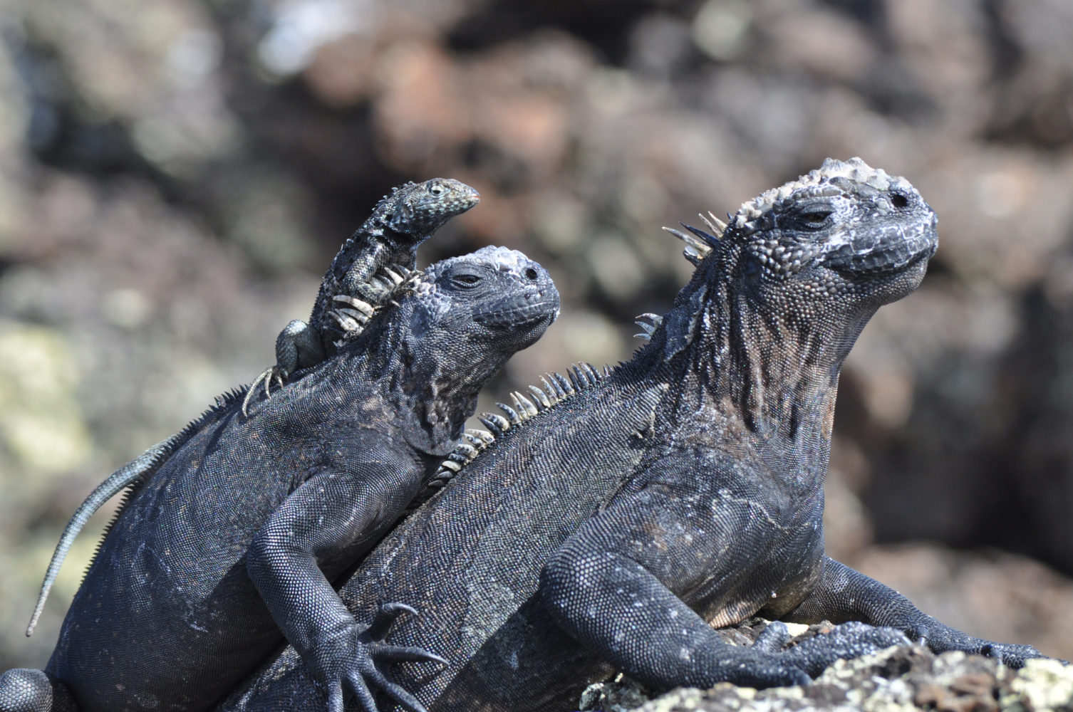 ‘Iguana’ Peru & Galápagos Explorer