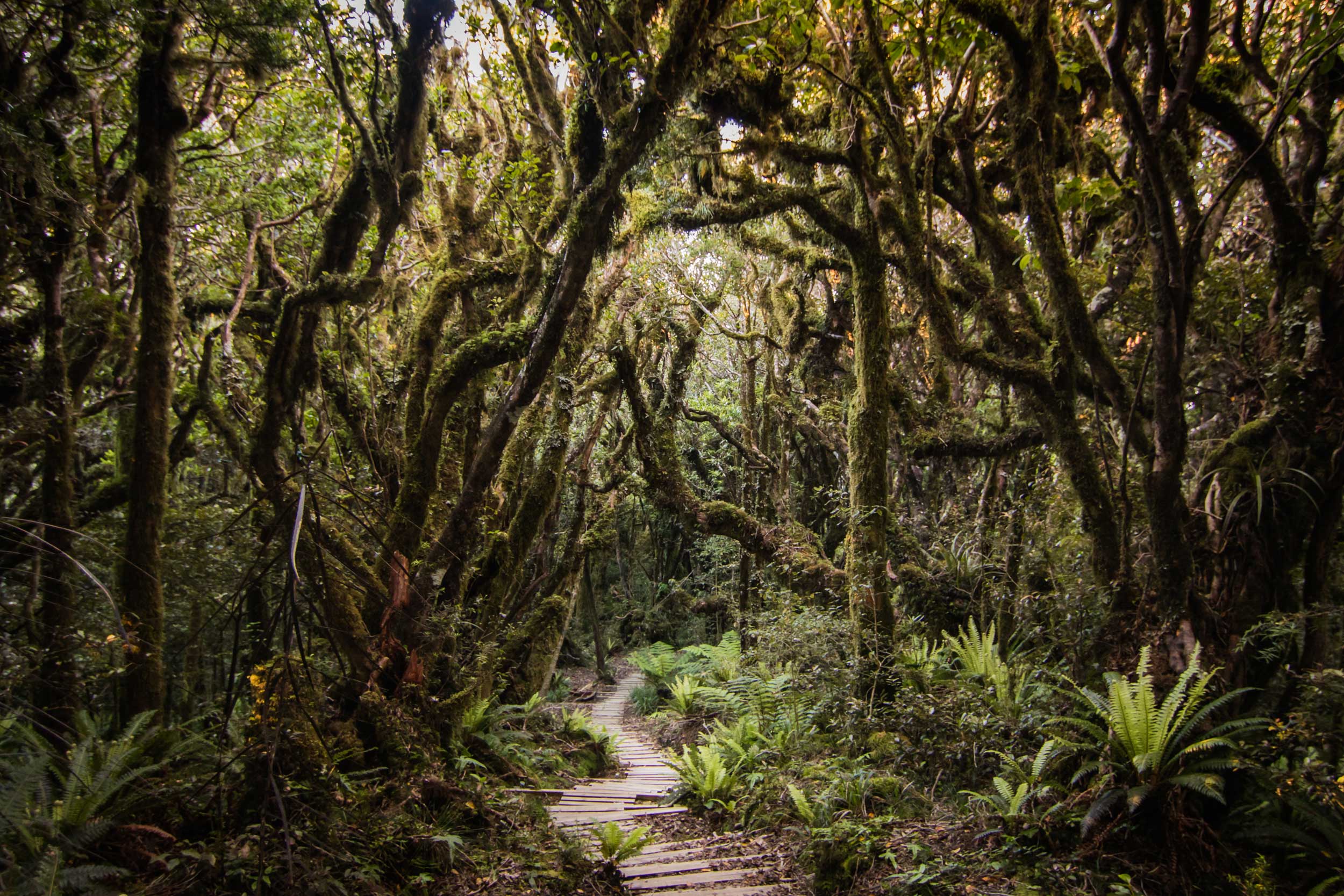 The gnarled trunks and twisted, moss-covered branches give Egmont National Park its moniker of the 'goblin forest'. Photo by Rebecca Teng