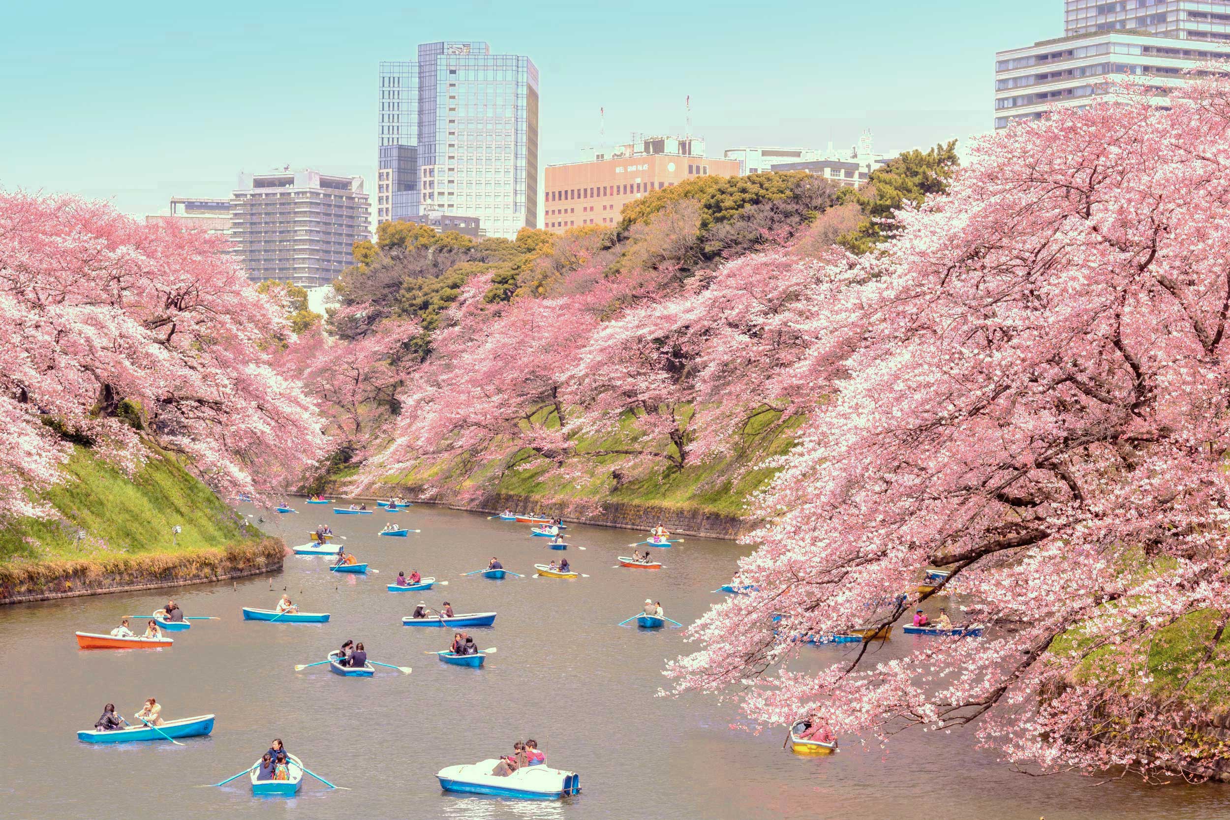 Pink peach blossom trees line the banks of a river with several people boating on it, Tokyo