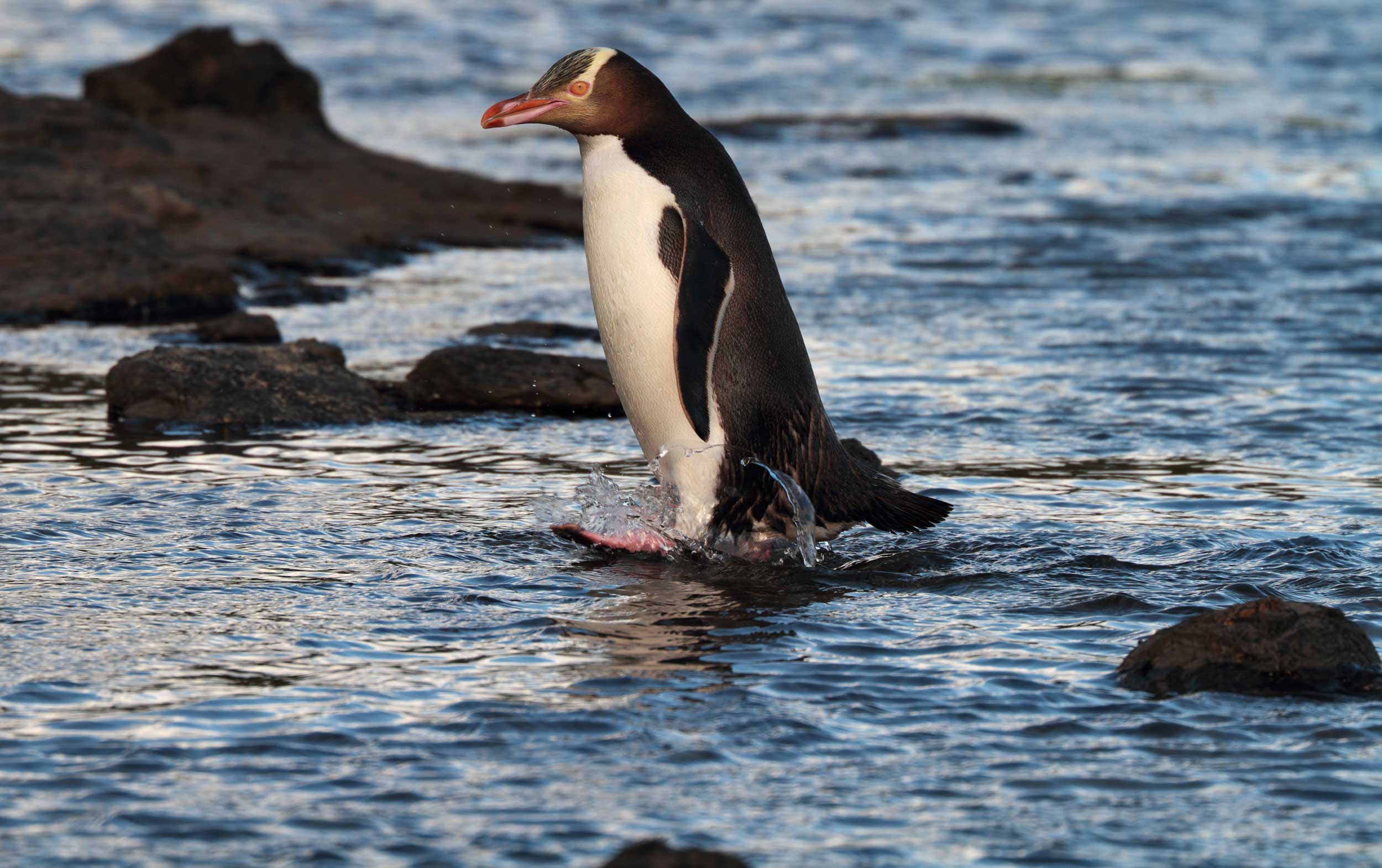 Yellow eyed penguin waddling through shallow water in Southland, New Zealand