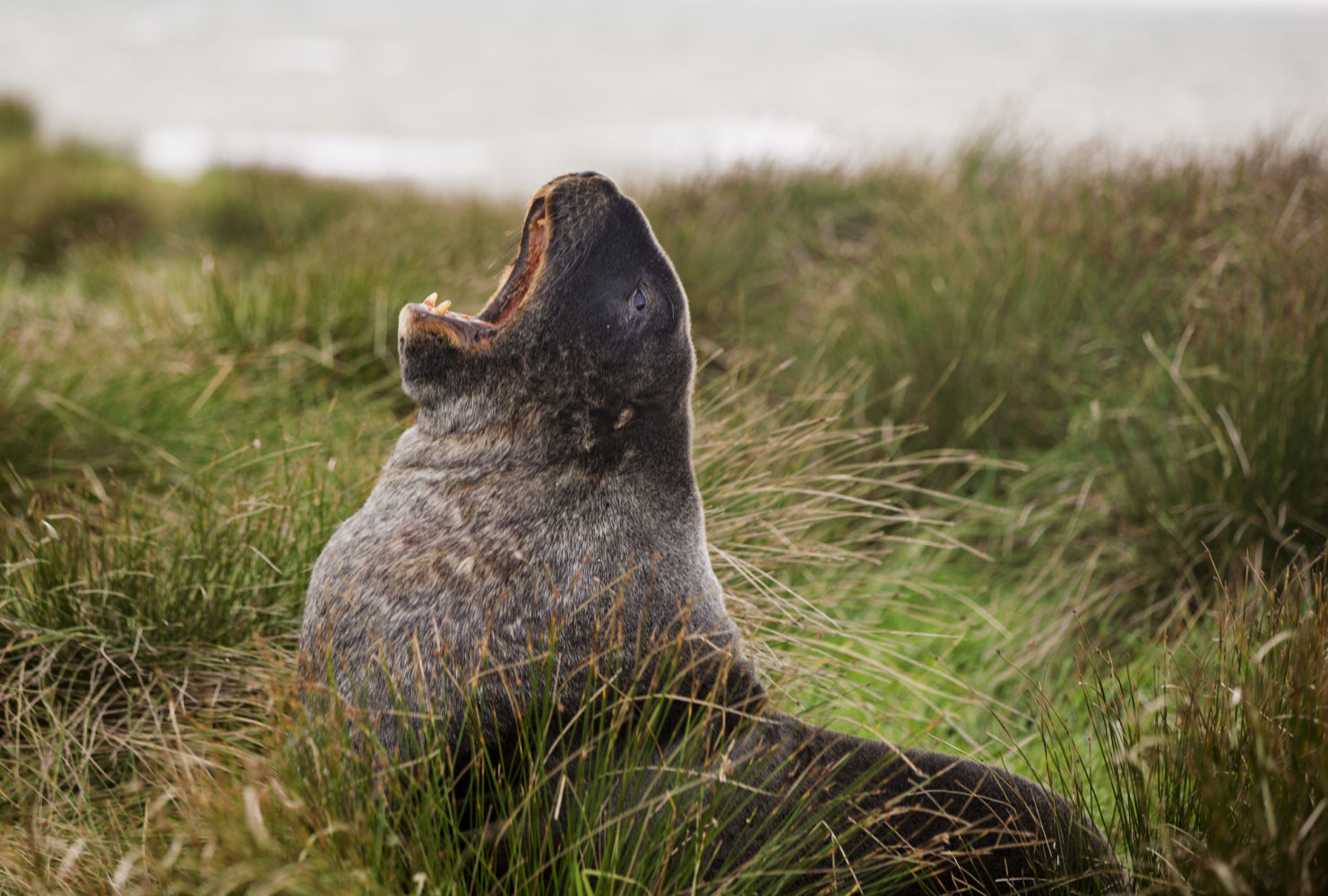Bust shot of a seal barking in green coastal grass, New Zealand