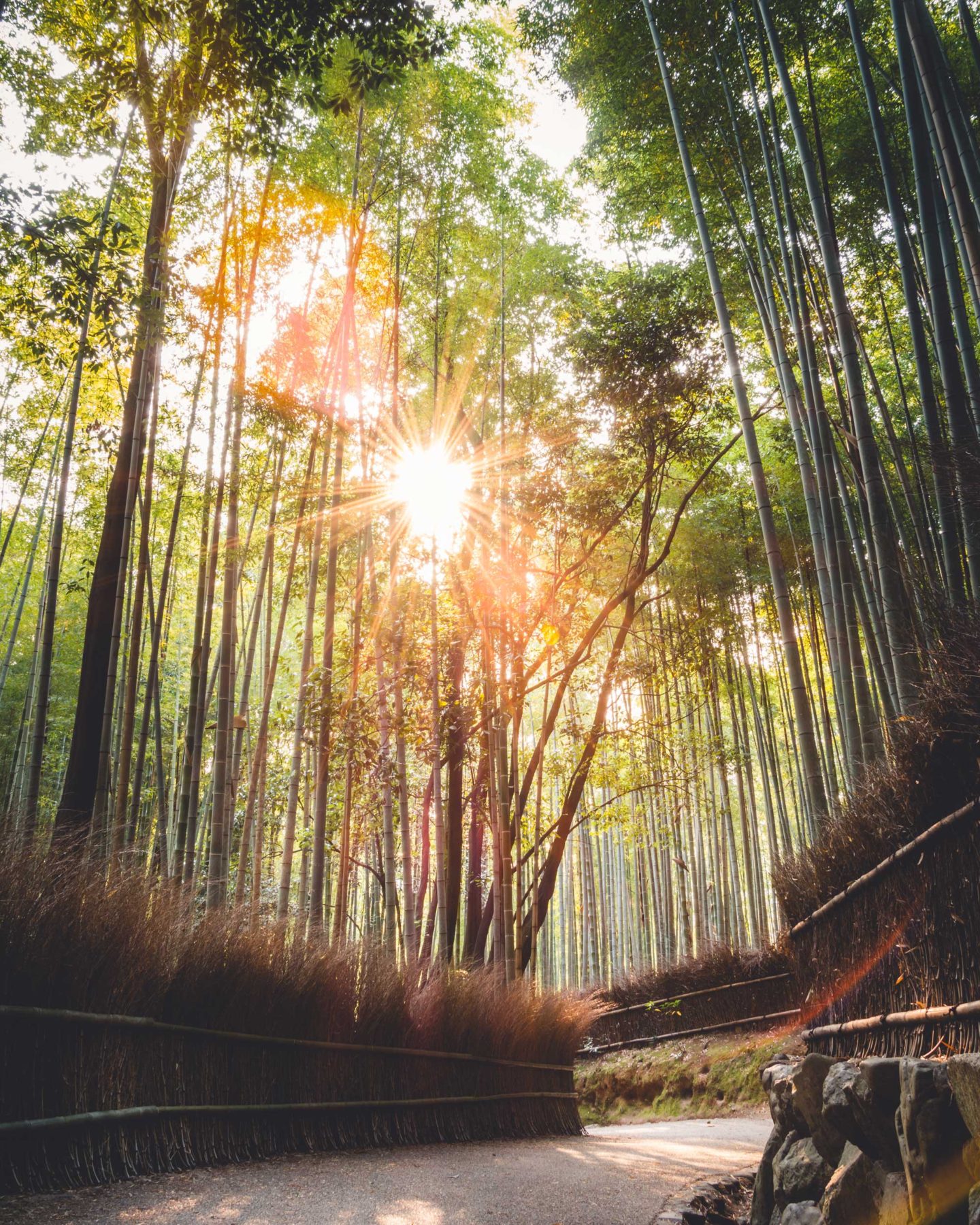 A path through a towering bamboo grove with sunlight filtering through in Japan