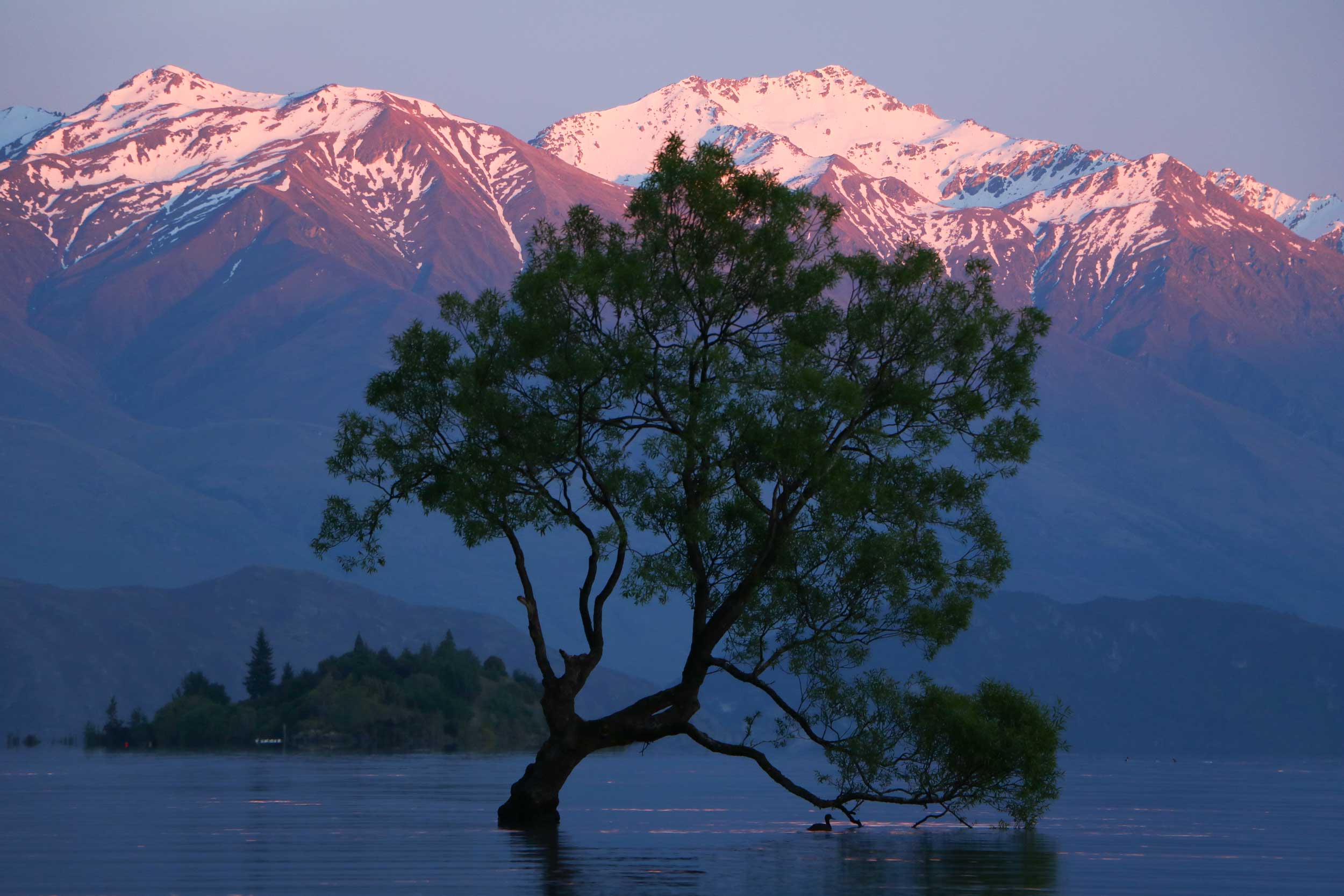 A tree leaning over in a lake with a duck under it with pink tipped mountains in the background at sunset, Wanaka, New Zealand