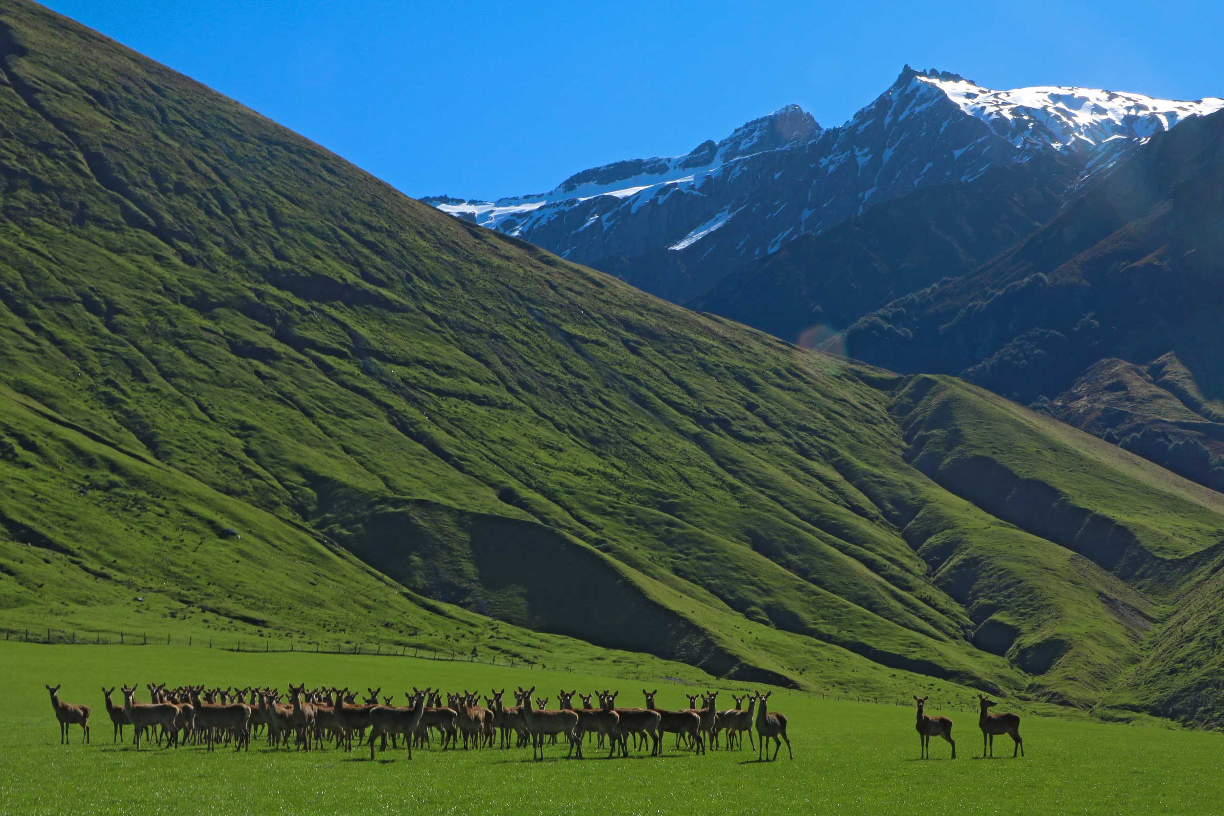A herd of deer at the base of a very green mountain with all heads turned to look at the camera, Wanaka, New Zealand
