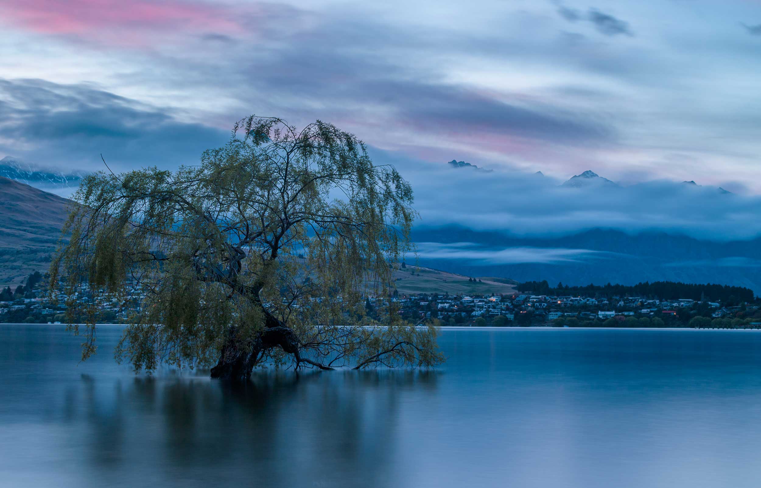 A drooping tree in a lake with a cloud-covered mountain range behind it, Queenstown, New Zealand