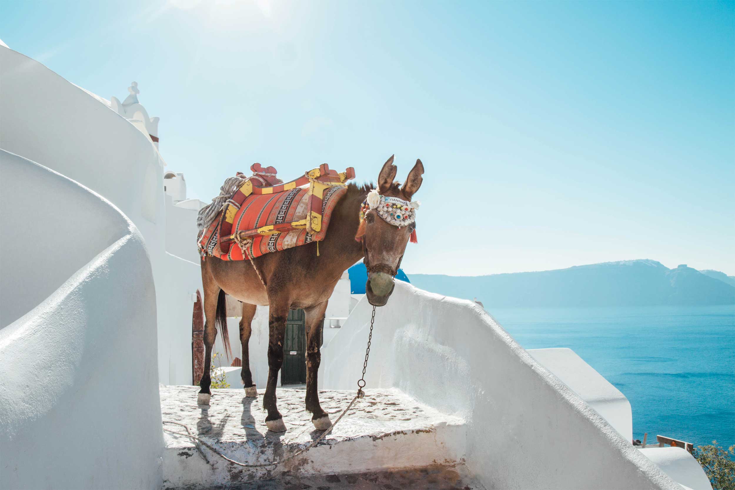 A donkey with a colourful saddle standing on whitewash-walled steps and peering at photographer, Greece