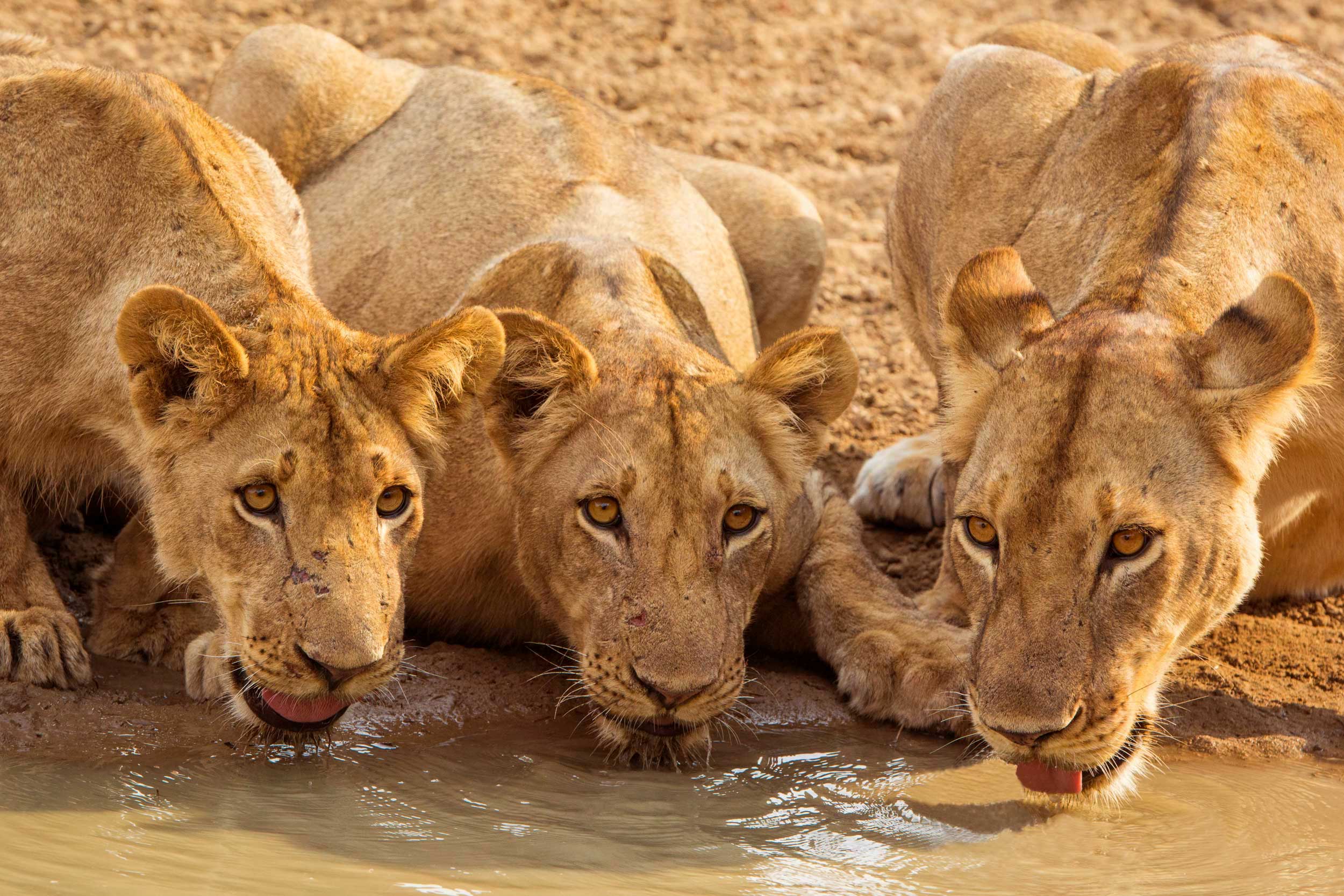 Three lions staring at camera while crouched and drinking water, Zambia