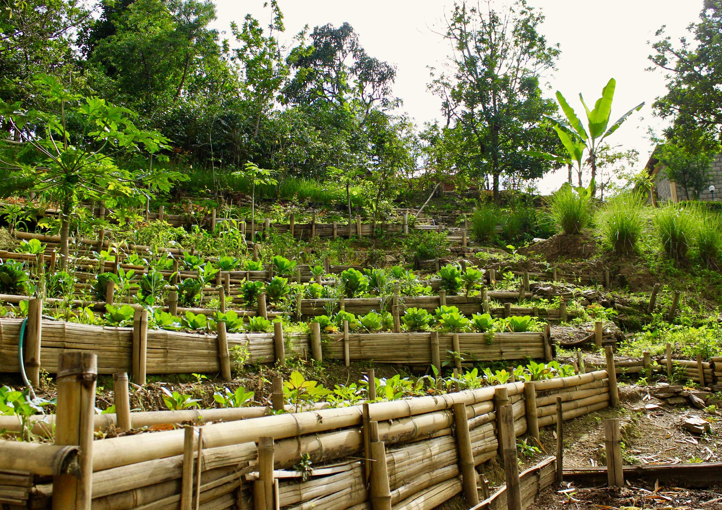 Terraced vegetable garden, Maubisse, Timor-Leste
