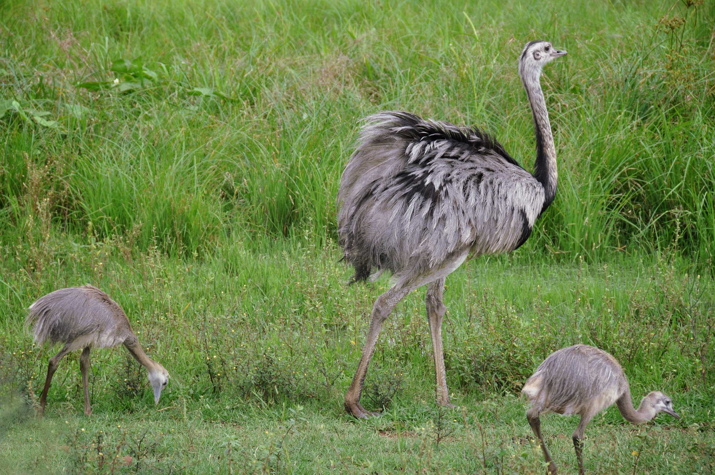 A large, grey mother bird with two half-grown chicks, Argentina