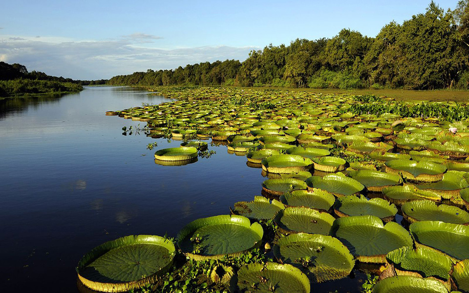 Waterlily pads covering part of a river's surface, Argentina