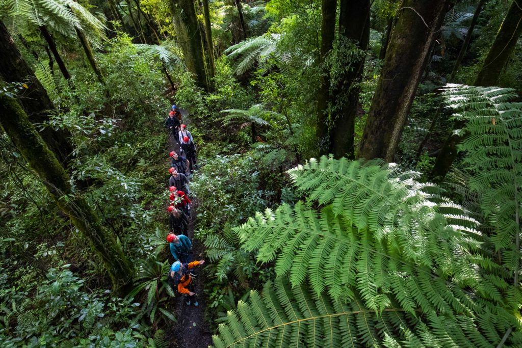 Rotorua Forest Walk Destinations Magazine